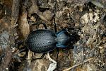 carabus-lusitanicus latus-foto-fransen